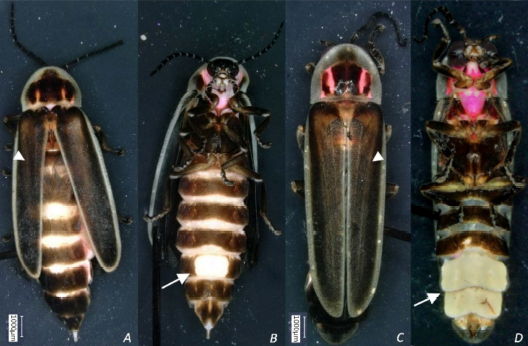 Capture d'écran 2024-07-14 161627