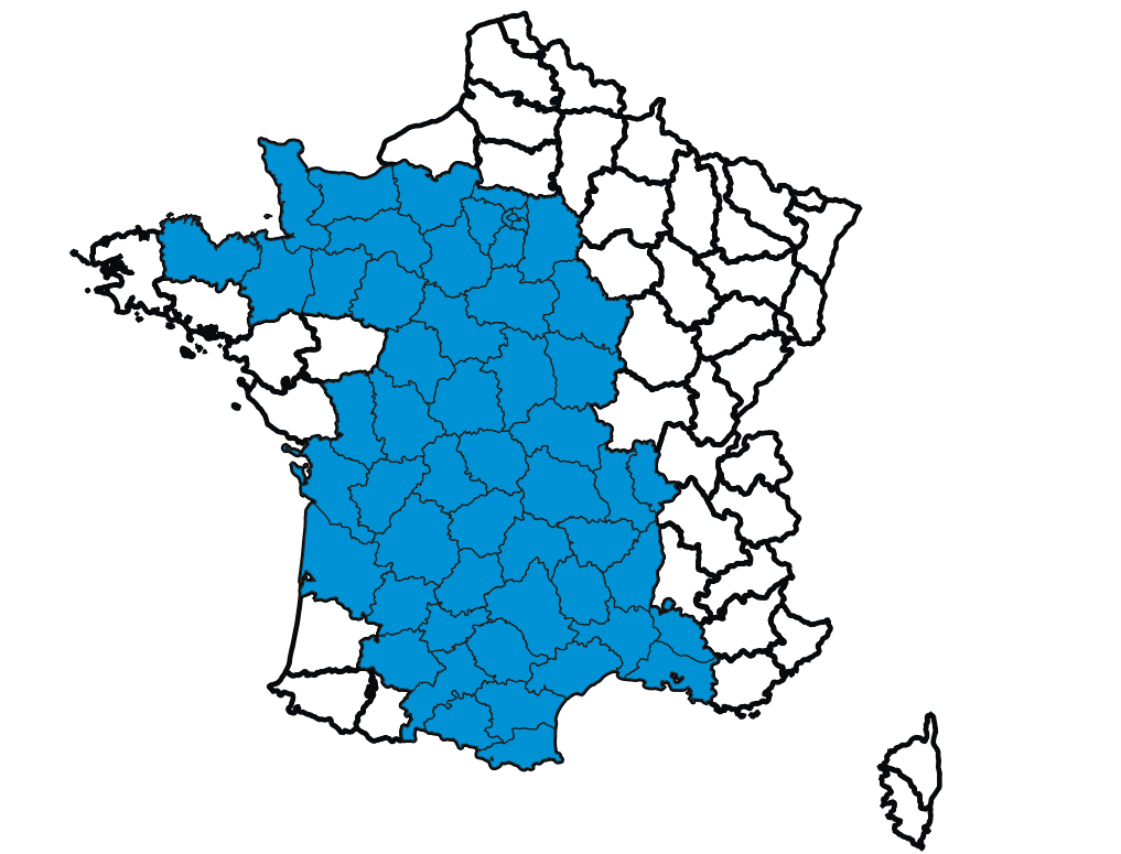 lamprohiza mulsantii